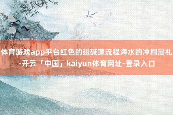 体育游戏app平台红色的翅碱蓬流程海水的冲刷浸礼-开云「中国」kaiyun体育网址-登录入口